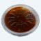 Barbecuesauce